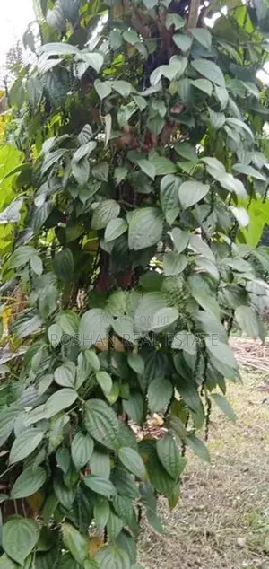 11 ACER AGRICULTURE LAND FOR SALE KULIYAPITIYA HE2465