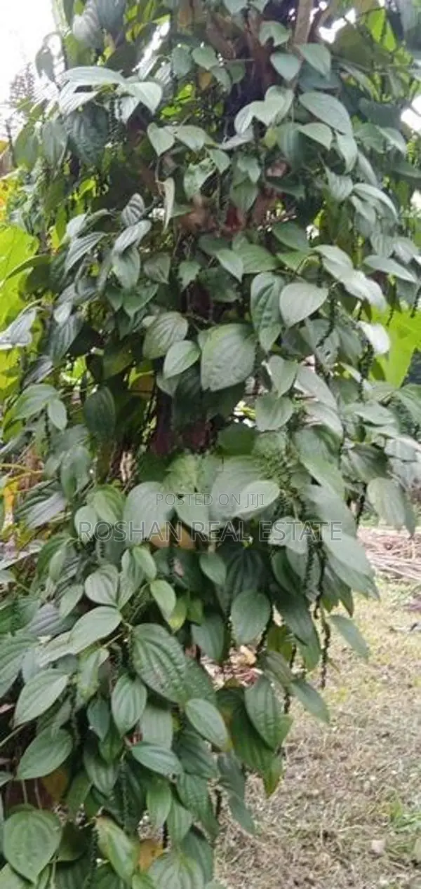 11 ACER AGRICULTURE LAND FOR SALE KULIYAPITIYA HE2465