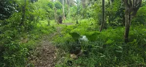 12P - Flat Land For Sale in Amunugama Kandy