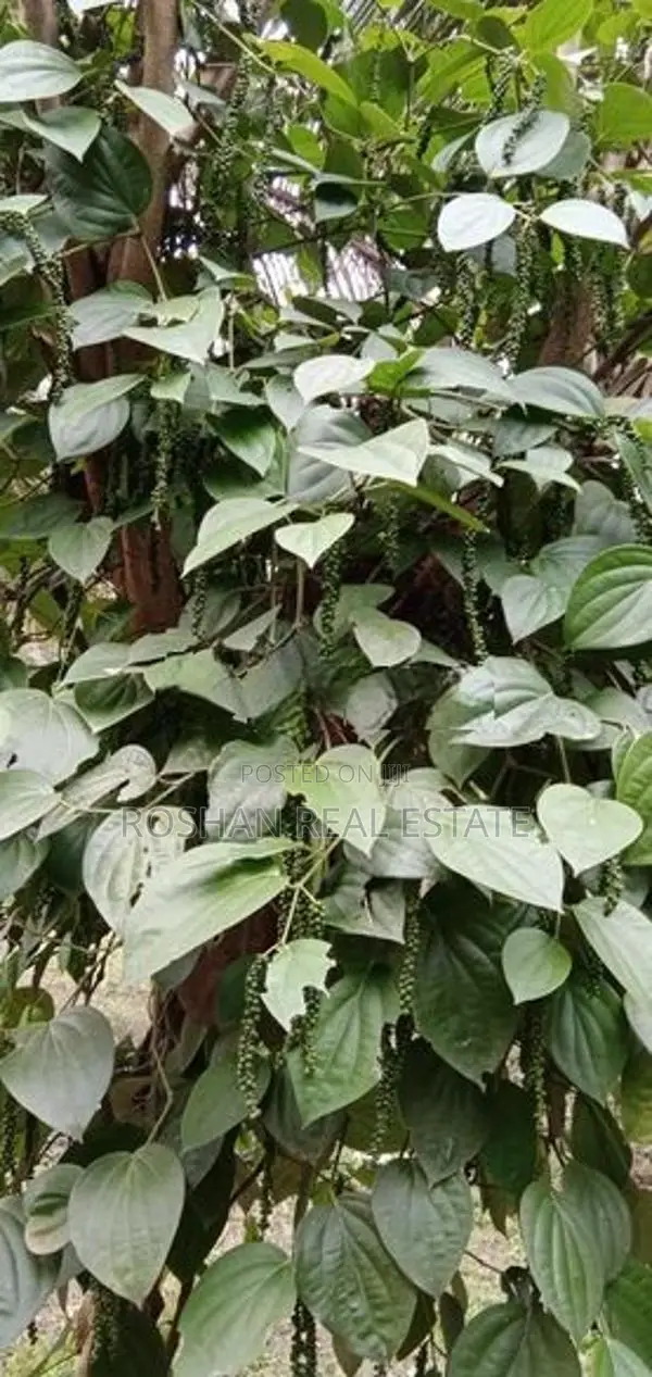 11 ACER AGRICULTURE LAND FOR SALE KULIYAPITIYA HE2465