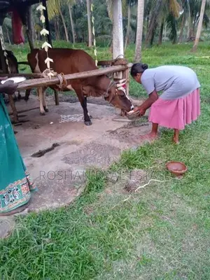 11 ACER AGRICULTURE LAND FOR SALE KULIYAPITIYA HE2465