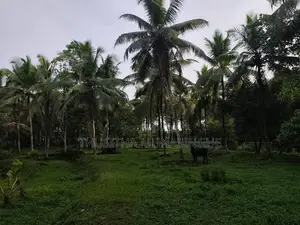 4 Acre Property For Sale In Dompe