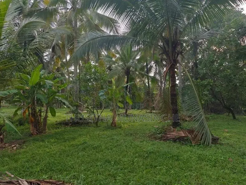 4 Acre Property For Sale In Dompe