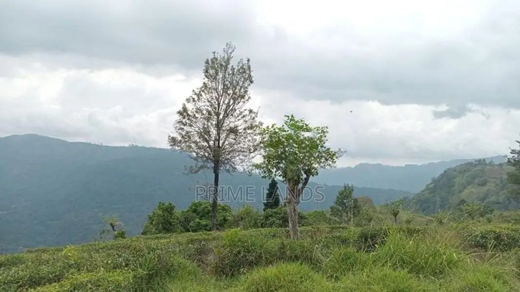 Land For Sale Nuwara Eliya Road Pundaluoya