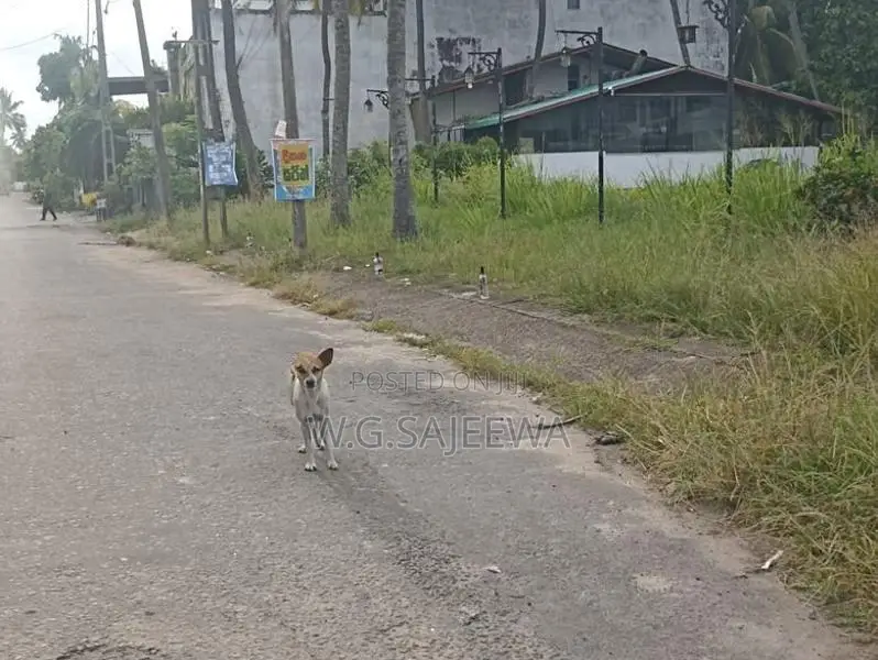 Land for Sale Seeduwa Liyanagemulla HTP8 Colombo main road 200m