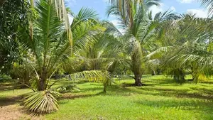 Embilipitiya : 5.5 Acre Valuable Land for Sale in Thunkama