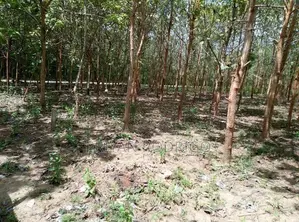 40 Perch Land with Teak Plantation in Bata Atha, Tangalle.