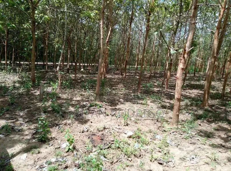 40 Perch Land with Teak Plantation in Bata Atha, Tangalle.