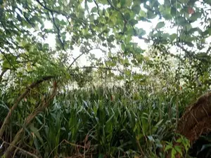 14 Perch Diyawanna Lake Front Land on Nippon Mw- Ethul Kotte for Sale
