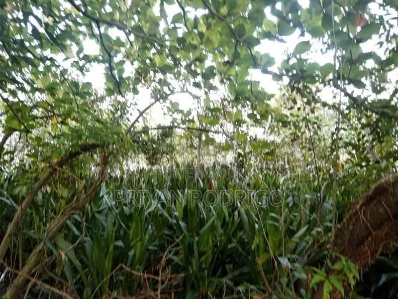 14 Perch Diyawanna Lake Front Land on Nippon Mw- Ethul Kotte for Sale