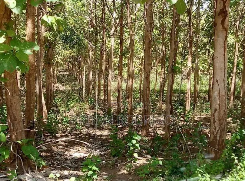 40 Perch Land with Teak Plantation in Bata Atha, Tangalle.