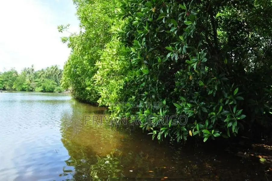 70 Perch Long River Frontage Prime Land for Sale in Hikkaduwa