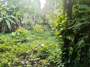 14 Perch Diyawanna Lake Front Land on Nippon Mw- Ethul Kotte for Sale