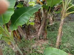 Valuable 20 Perch Land with a Livable House for Sale in Battaramulla