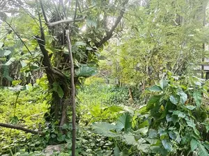 14 Perch Diyawanna Lake Front Land on Nippon Mw- Ethul Kotte for Sale