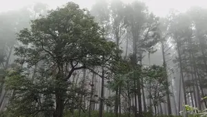 Land For Sale Ramboda Upper
