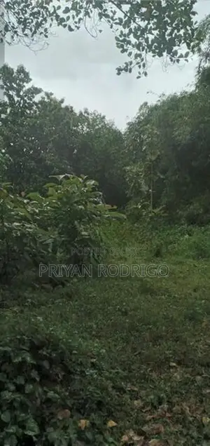 Malwana - Udumapitigama 226 Perches of Land for Sale