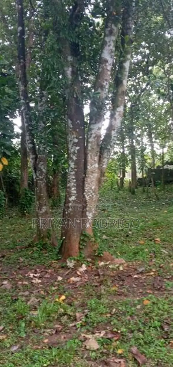 Malwana - Udumapitigama 226 Perches of Land for Sale