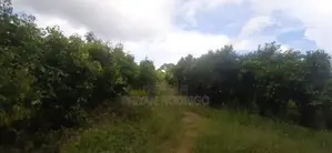 Nelumdeniya - Tholangamuwa 17 Acre Estate with Mixed Crops for Sale