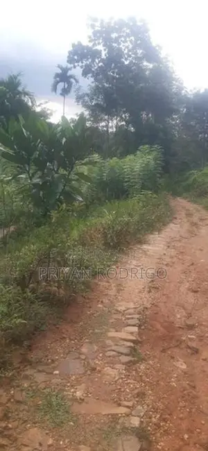 Nelumdeniya - Tholangamuwa 17 Acre Estate with Mixed Crops for Sale