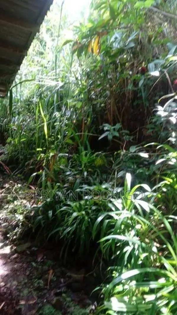 Yatiyantota, 20.7 Perch Land with Old liveable House for Sale