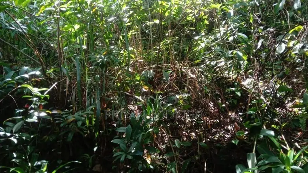 Yatiyantota, 20.7 Perch Land with Old liveable House for Sale
