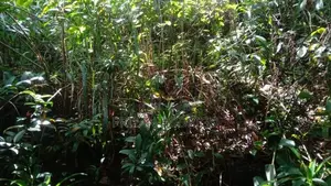 Yatiyantota, 20.7 Perch Land with Old liveable House for Sale