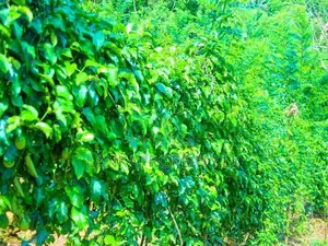 189 Acre Estate & 70 Perches Commercial Land for Immediate Sale.