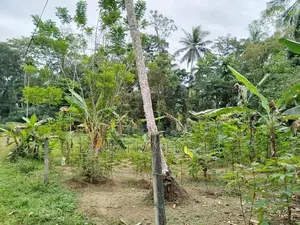 Agricultural Land for Sale – Wathumulla