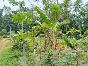 Agricultural Land for Sale – Wathumulla