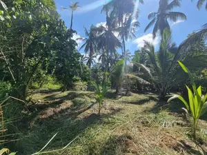 ගම්පහ දිවුලපිටිය ප්‍රධාන පාරට මුහුණලා වටිනා පොල් ඉඩමක්