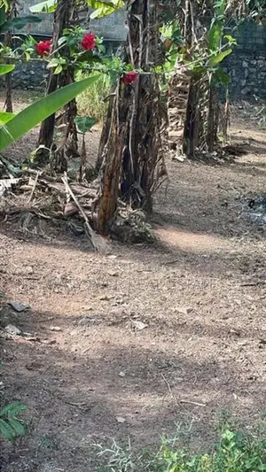 ගනේමුල්ලේ වටිනා බිම්කොටසක්