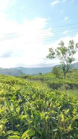 Land For Sale Hatton