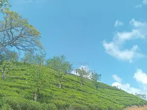 Land For Sale Hatton