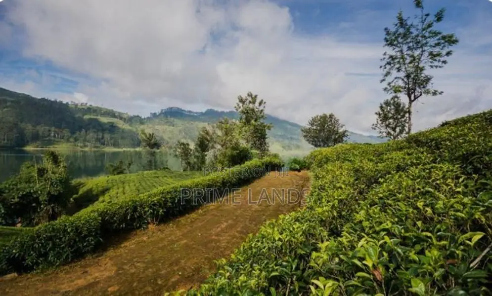 Land For Sale Hatton