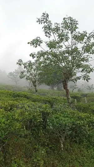 Land For Sale Hatton