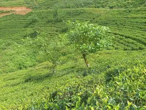 Land For Sale Hatton