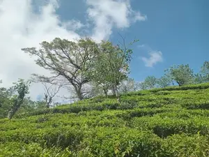 Land For Sale Hatton