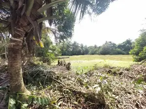 Ja-Ela : 107P Coconut Land for Sale