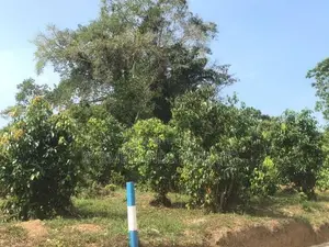 නේවාසික බිම් කොටස් පලාතොට කලුතර