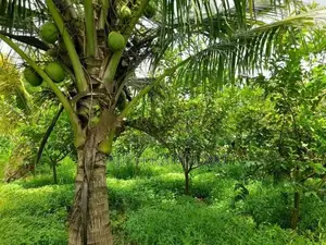 Land For Sale Anamaduwa