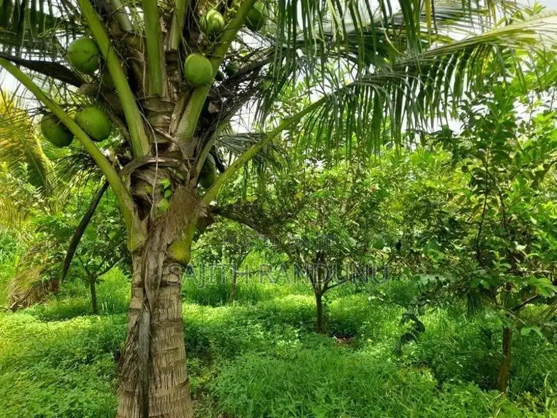 Land For Sale Anamaduwa
