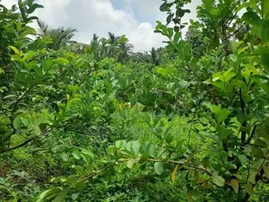 Land For Sale Anamaduwa