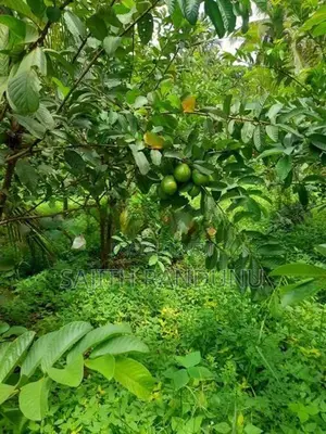 Land For Sale Anamaduwa