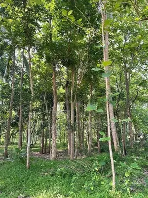 Makandura Badalgama Road Nalawalana Wide Rd. Facing Teak Land for Sale