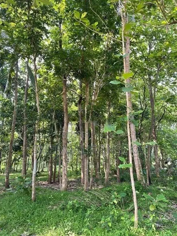 Makandura Badalgama Road Nalawalana Wide Rd. Facing Teak Land for Sale