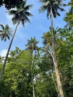 Makandura Badalgama Road Nalawalana Wide Rd. Facing Teak Land for Sale