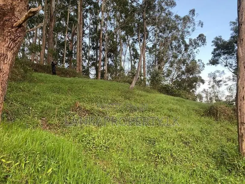 2 Blocks of Land for Sale – Kandy Road, Nuwara Eliya (“Little England”