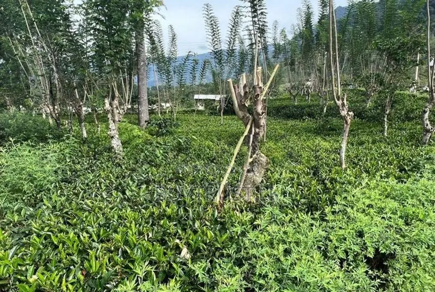 Tea Estate with Factory for Sale in Badulla
