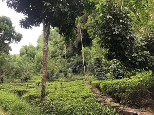 Estate for Sale in Niwithigala